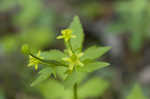 Blisterwort <BR>Hooked Buttercup